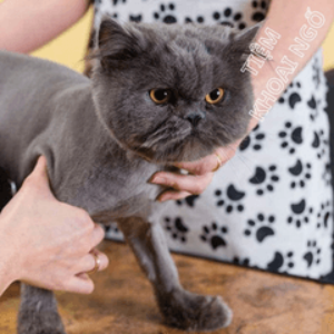 Profile photo of Long Meo