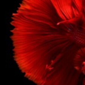 Profile photo of KH Rifat