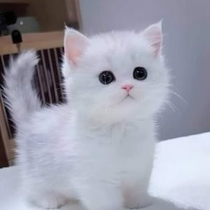 Profile photo of lap