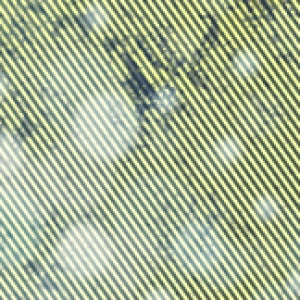 Profile photo of Maritogel