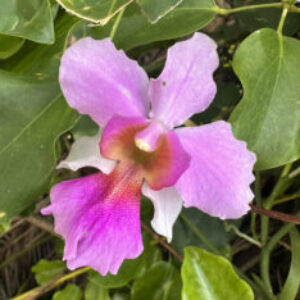 Profile photo of Jennifer