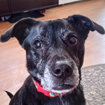 Profile photo of Amanda Bernheisel