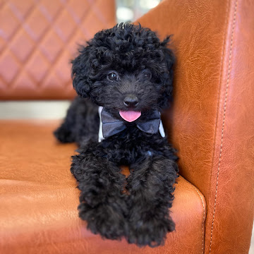 Profile photo of Toy Poodle Lady