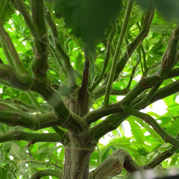 Profile photo of Dr Trichome