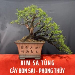 Profile photo of Kimsatung