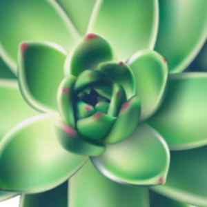 Profile photo of succulents